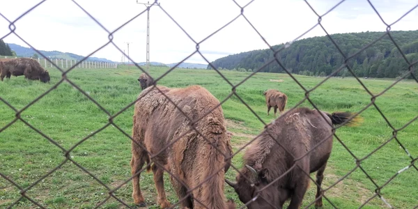 Zimbrii de la Vama Buzăului FOTO Ioan Buciumar