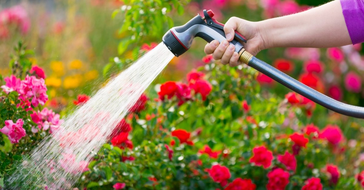Plante care alungă insectele în mod natural