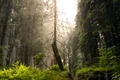 Padure Romania FOTO Shutterstock jpg
