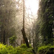 Padure Romania FOTO Shutterstock jpg