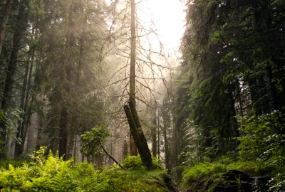 Padure Romania FOTO Shutterstock jpg