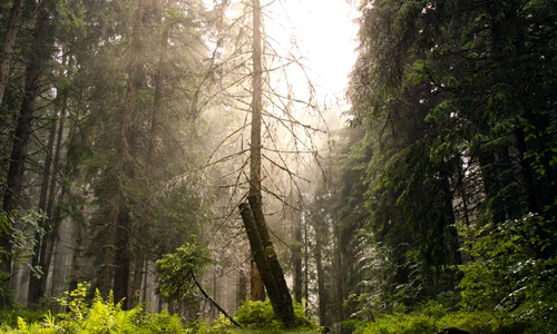 Padure Romania FOTO Shutterstock jpg