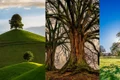 Test  Cum iti percepi trecutul  Alege un copac  Sursa foto Pixabay jpg