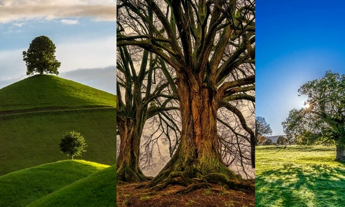 Test  Cum iti percepi trecutul  Alege un copac  Sursa foto Pixabay jpg