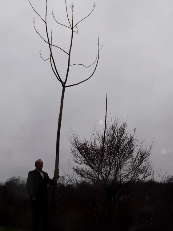 Paulownia Bihor