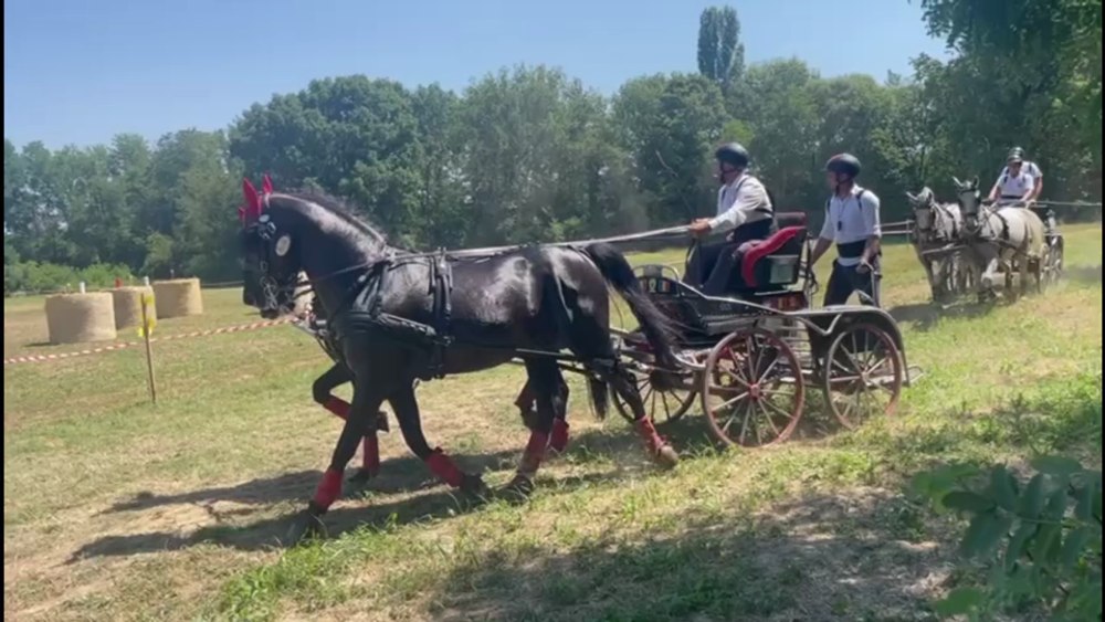  Armăsarii Lipițani de la Herghelia Beclean, campioni la un concurs internațional de atelaje. Au făcut spectacol în Croația VIDEO