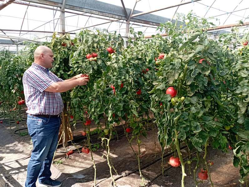 Patria legumicultorilor nordului, cu produse ca pe vremea bunicilor. Unde se află „Oltenia” nordului 