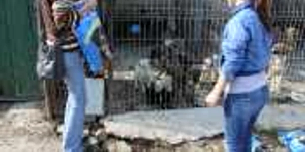 Peste 100 de căţei se află în padocul primăriei