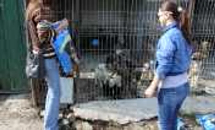 Peste 100 de căţei se află în padocul primăriei