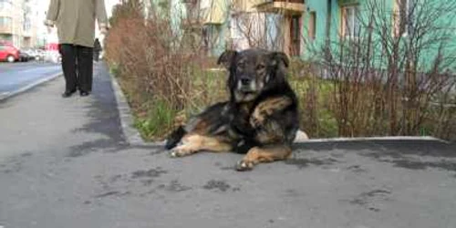 Cainii comunitari vor fi înregistraţi prin cipuri 