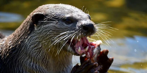 Cum se răcoresc animalele la grădinile zoologice din Europa FOTO AFP