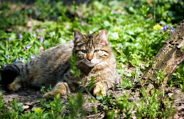 FOTO ARHIVĂ