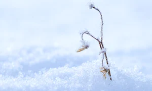 winter 6892323 1280 jpg