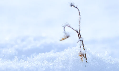 winter 6892323 1280 jpg