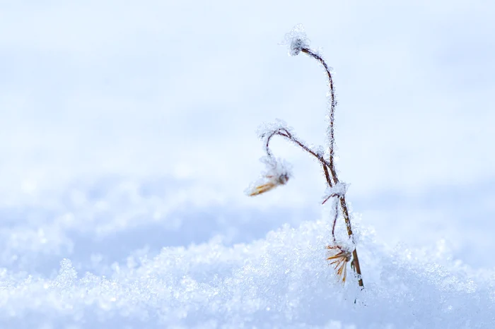 Mai multe plante de primăvară se plantează în luna decembrie / foto: Pixabay