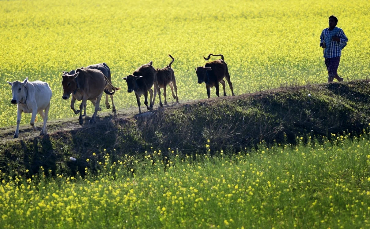 Imaginea Zilei / Vaci se întorc acasă după ce au păşunat pe plantaţii de muştar în satul Mayong districtul Morigaon Assam India FOTO EPA – EFE / Stringer / 21 dec 2018