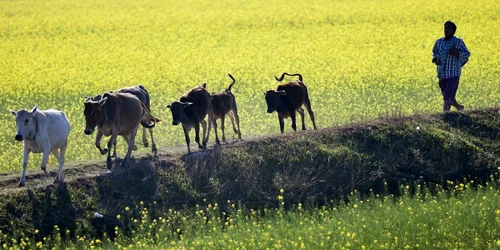 Imaginea Zilei / Vaci se întorc acasă după ce au păşunat pe plantaţii de muştar în satul Mayong districtul Morigaon Assam India FOTO EPA – EFE / Stringer / 21 dec 2018