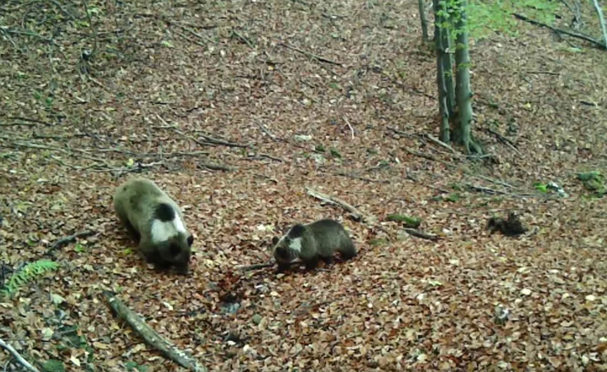 Urșii cu guler alb. Foto: Parcul Natural Grădiștea Muncelului Cioclovina.