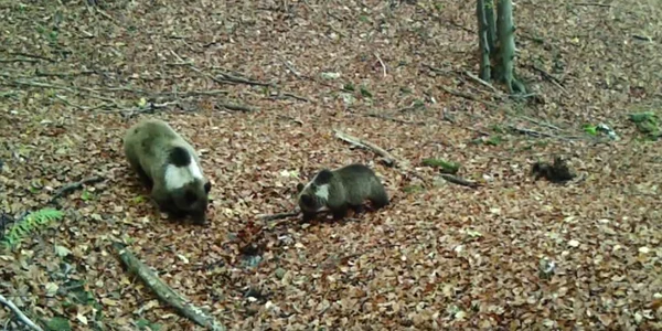 Ursii cu guler in parcul natural gradistea muncelului cioclovina jpg