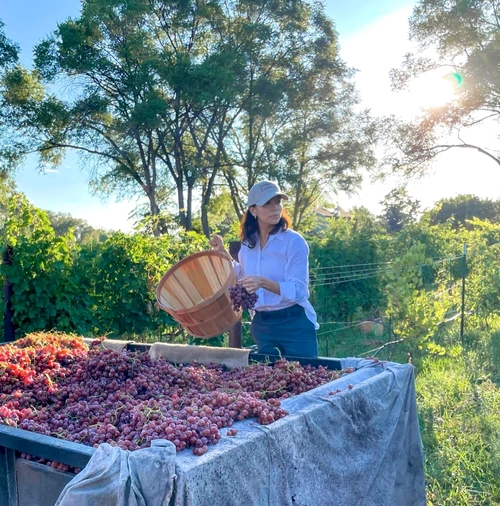 Eva Longoria, 46 de ani, și-a stricat manichiura strângând struguri, la o vie din Californiafoto: Instagram