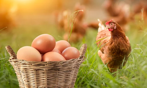 Oua gaina FOTO Shutterstock jpg