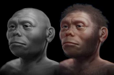 Reconstituire ipotetică a unui individ din specia Homo floresiensis (© Cicero Moraes /  Wikimedia Commons)