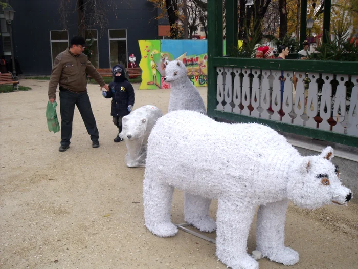 Cei trei urşi polari au costat o avere  Foto: Ştefan Borcea