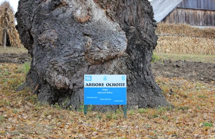 stejar multisecular