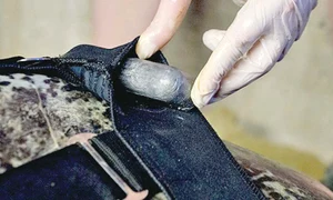 Ali poate face  scufundări,  în sfârşit! jpeg