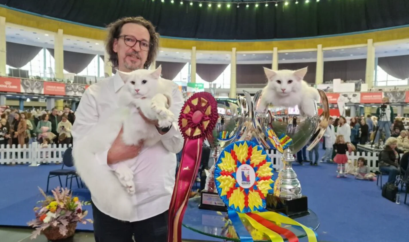 Cel mai frumos motan din lume e român: pisicile din România care au cucerit lumea