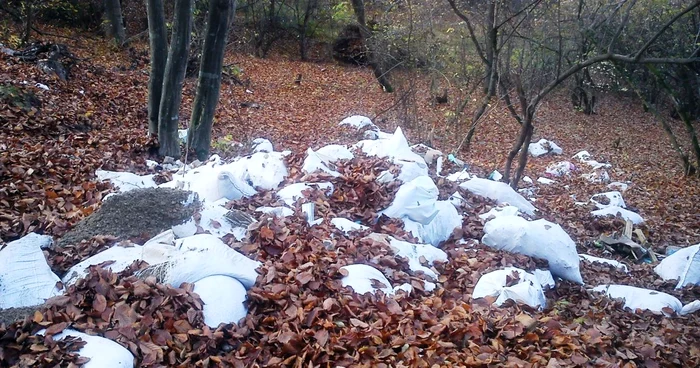 Deşeuri depozitate ilegal în Pădurea Făget. FOTO: SOS Pădurea Făget