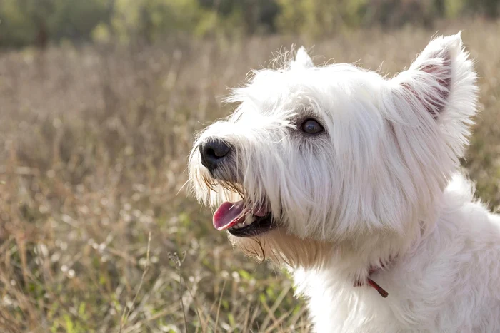 Bichon. Sursa: Freepik.com