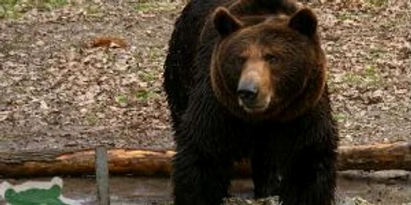 Ursul Rocky este imaginea Grădinii Zoologice din Timişoara