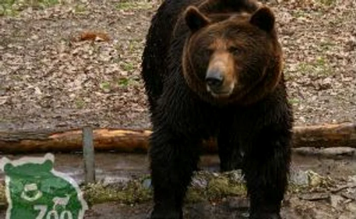 Ursul Rocky este imaginea Grădinii Zoologice din Timişoara