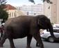 parada elefantilor