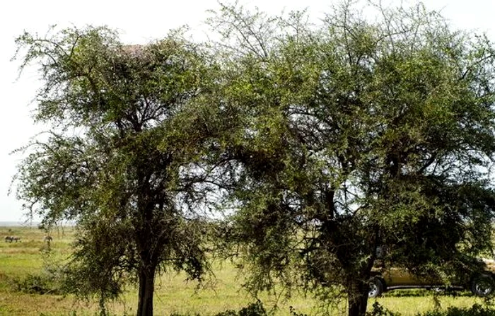 Julia Sundukova a surprins un leopard într-un copacFoto: Julia Sundukova