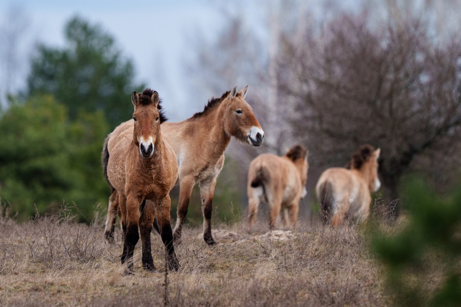 Something amazing is happening in Chernobyl: wild Mongolian horses are living freely in the exclusion zone, a territory once considered dead. "It's a miracle"
