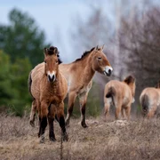 110979 tan2026 04 1907023392 5 orig jpg