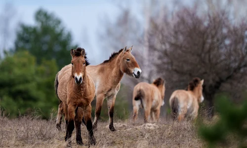 110979 tan2026 04 1907023392 5 orig jpg