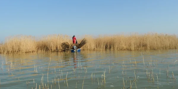 Delta Dunarii pregatita pentru venirea pelicanului creţ FOTO ARBDD