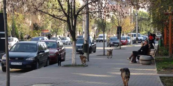 maidanezi slatina