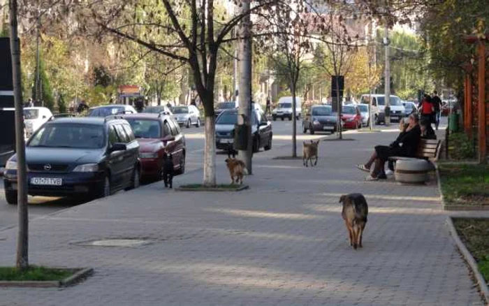 La Slatina, ca în multe oraşe ale ţării, câinii maidanezi sunt omniprezenţi... (FOTO: Mugurel Manea)