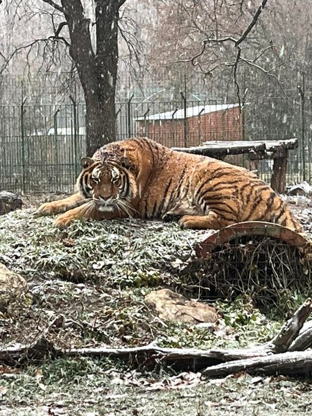 Un angajat al Grădinii Zoologice Pitești a fost ucis de un tigru