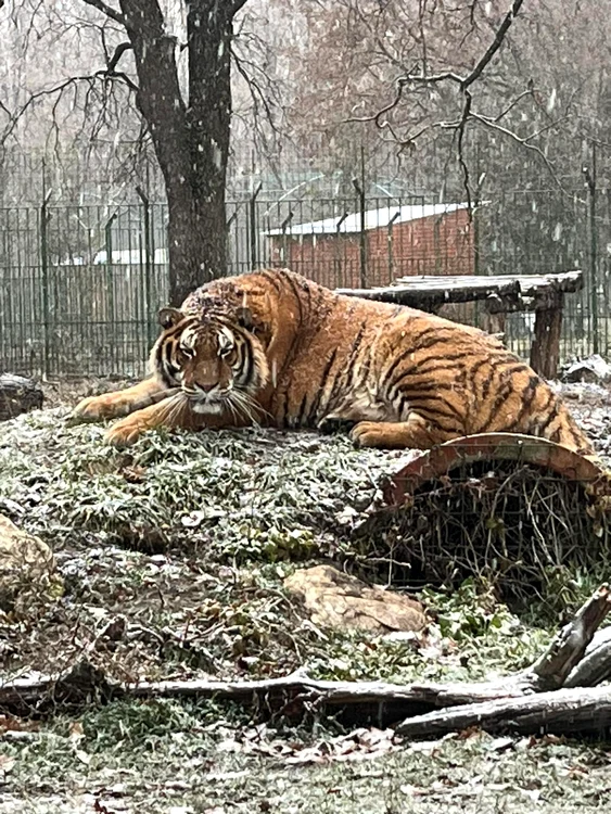 Tigrul care l-a ucis pe angajat FOTO Primăria Pitești