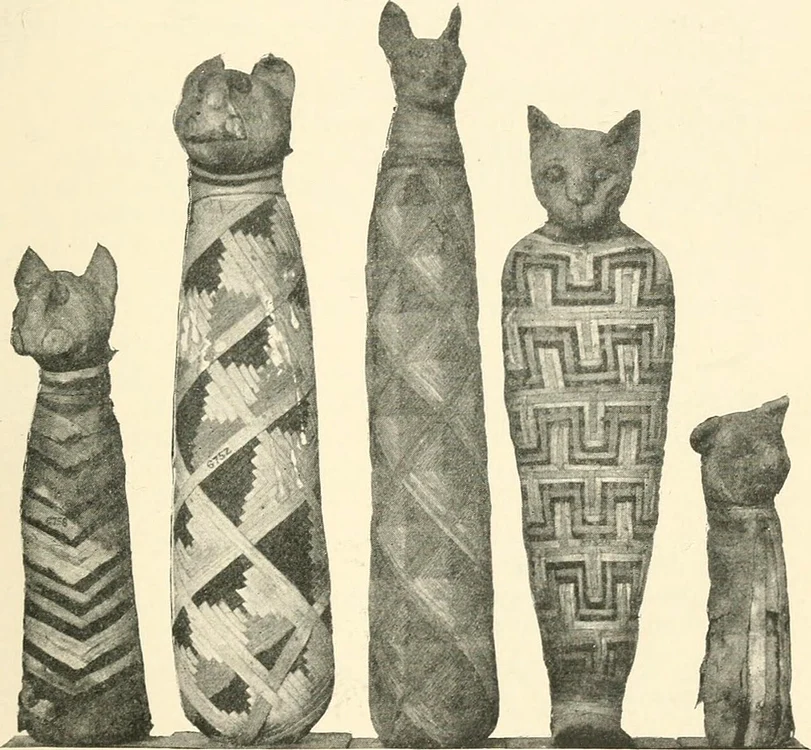 Pisici mumificate la Muzeul de Istorie Naturală din Londra (© Rémih / Wikimedia Commons) 