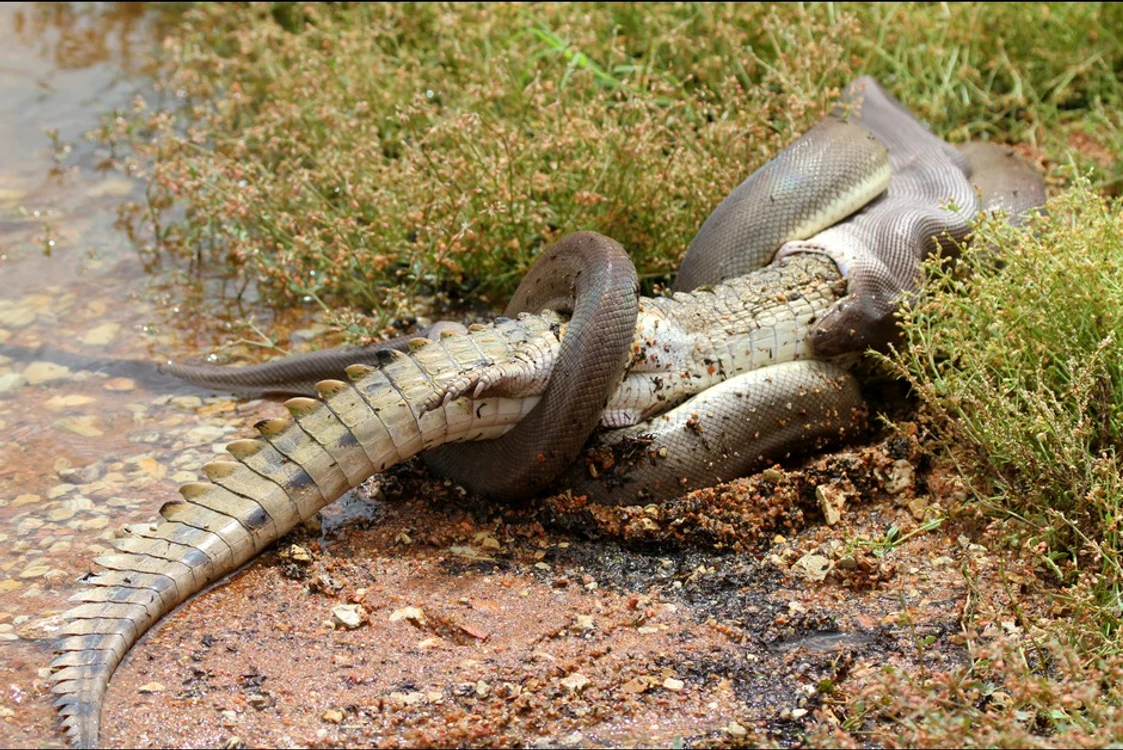 Crocodil înghitit de piton