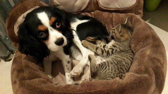 Animalele Andreei Marin (FOTO FACEBOOK)