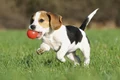 beagle 0 jpeg