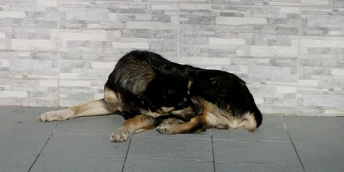 caine