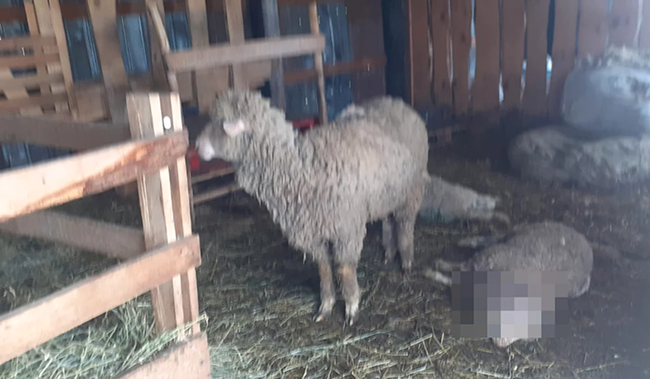 Sătenii nu știu ce să mai facă ca să își protejeze animalele FOTO Vremea Nouă